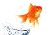 goldfish