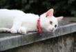 Lying cat