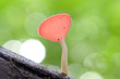 A pink cup mushroom in the tropical rain forest.