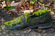 Old Shoe