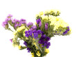 Statice flowers - Limonium Sinuatum