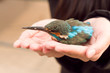 Kingfisher