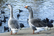 The Greylag geese (Anser anser) and American Coots (Fulica ameri