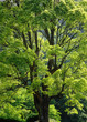 Detaily fotografie Tree