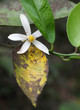 fleur de citronnier
