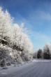 Christmas winter forest Christmas winter forest