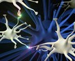 neuronal