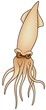 Cuttlefish - colored cartoon illustration