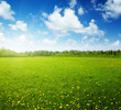 field of spring flowers and perfect sky