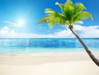 palm and sea