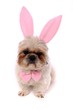 kleiner weißer Hund als Hase