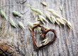 Oat seeds