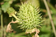 Gemeiner Stechapfel - Datura stramonium