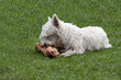 Hund mit Knochen