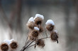 Disteln im Winter