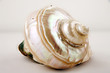 Photo: Schneckenhaus 2 Schneckenhaus 2