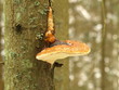Fichtenporling / Fomitopsis pinicola