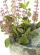 Ayurvedic Remedy Holy Basil or Tulsi in a Stone Pestle and Morta Ayurvedic Remedy Holy Basil or Tulsi in a Stone Pestle and Morta