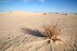 Dead bush in the Sahara, Mauritania.