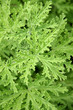 feuilles de géranium citronnelle, Pelargonium citronnellum