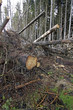 Teilweise aufgeräumter Windbruch in einem Nadelwald