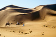 Travel with camel