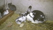 Kaninchen