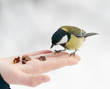 The titmouse sitting on a palm The titmouse sitting on a palm