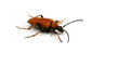 bug isolated