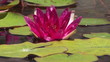 Video: Water Lily Water Lily