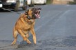 Snarling K9