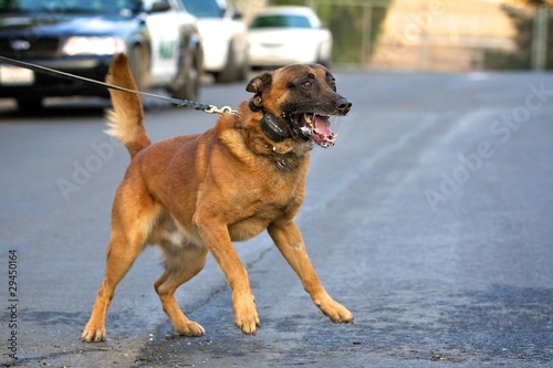 Photo: Aggressive Dog Aggressive Dog