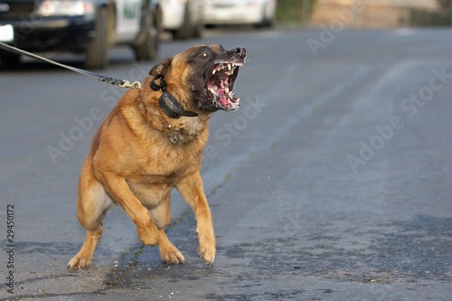Photo: Snarling K9 Snarling K9