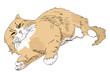 long-haired cat