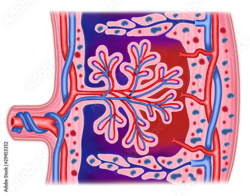 Illustration: Detalle de una placenta Detalle de una placenta