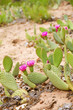 Foto: Pink Cactus Flower Pink Cactus Flower