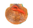 Shell with Lobster Souvenir Overhead View