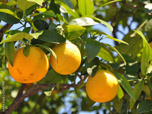 Foto: orange orange