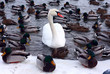 Swan and ducks on frozen river