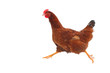 Running hen - isolated