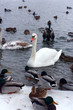 Swan and ducks on frozen river
