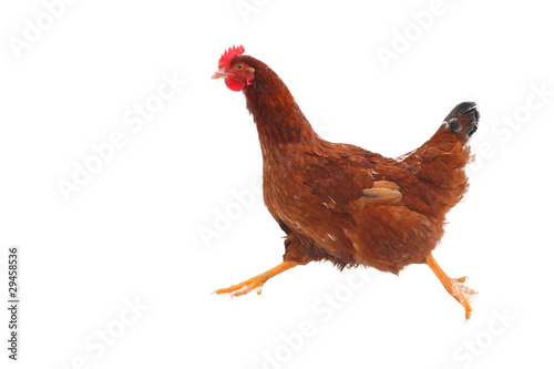 Foto: Running hen - isolated Running hen - isolated
