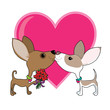 Chihuahua Love