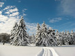 traces in the snow