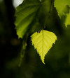 Young green leaf