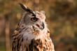 Photo en ligne au meilleur prix Brown owl portrait