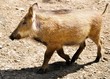 Wild pig Wild pig