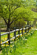 Daffodil Fence