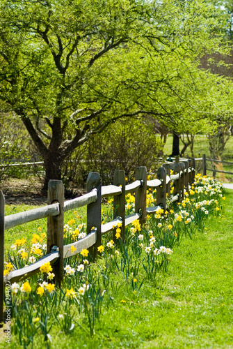 Photo: Daffodil Fence Daffodil Fence