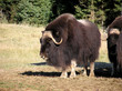 Foto: Musk ox Musk ox